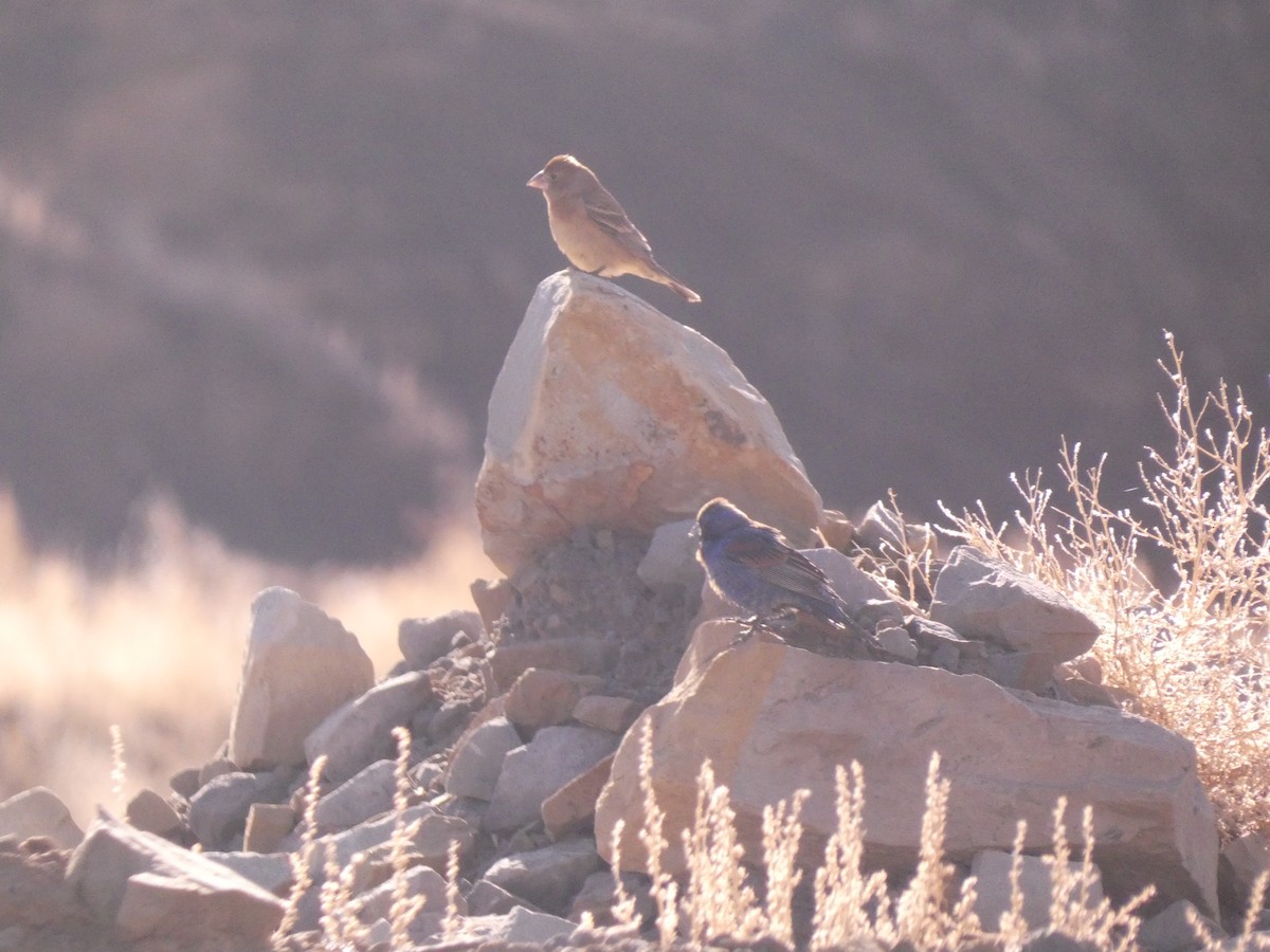 Blue Grosbeak - Wesley McGee