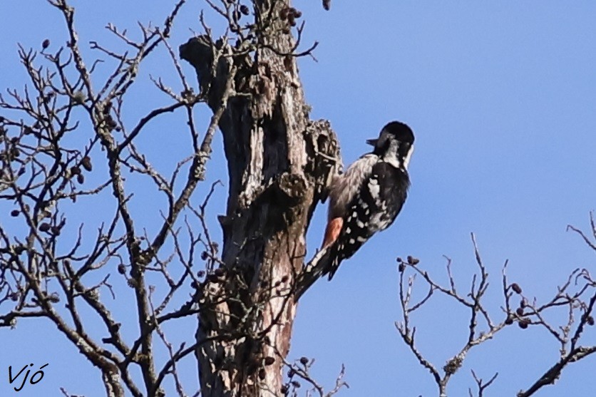 White-backed Woodpecker - Lluís Vilamajó