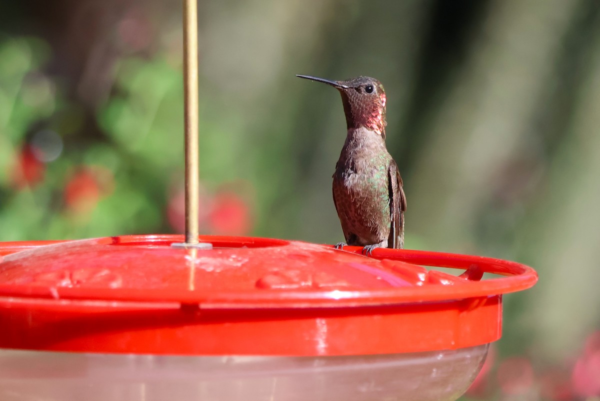 Anna's Hummingbird - Tricia Vesely