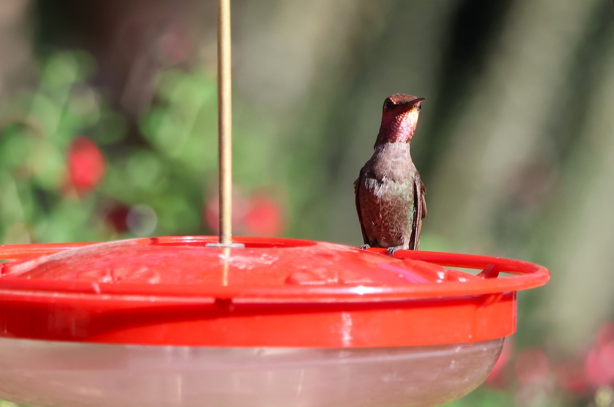 Anna's Hummingbird - Tricia Vesely