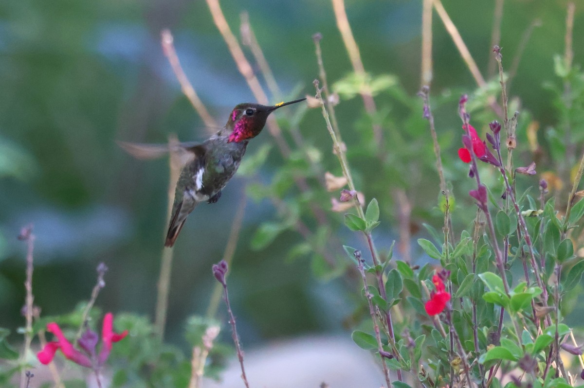 Anna's Hummingbird - Tricia Vesely