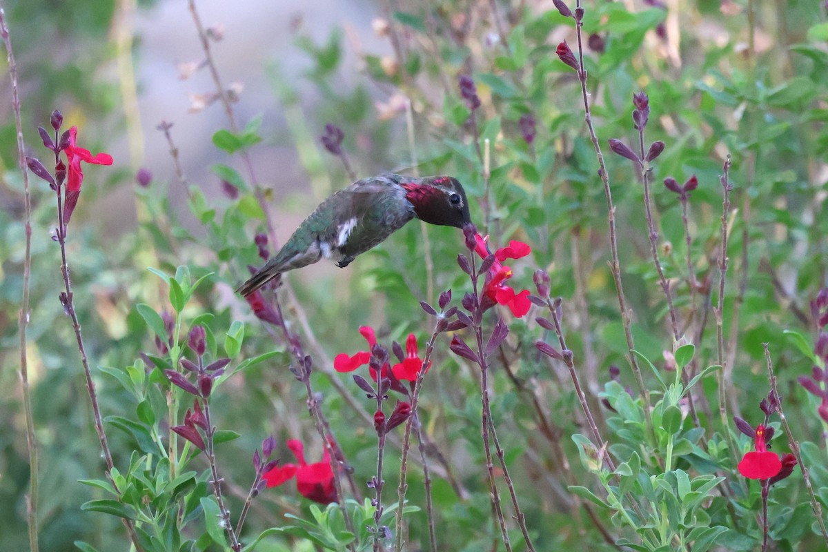 Anna's Hummingbird - Tricia Vesely