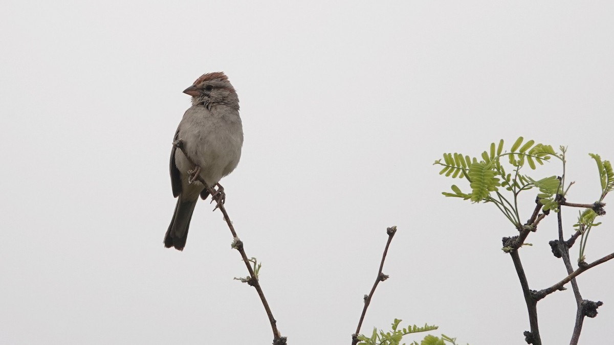 Rufous-winged Sparrow - leo wexler-mann