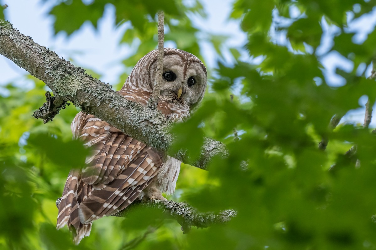 Barred Owl - Sandy Podulka