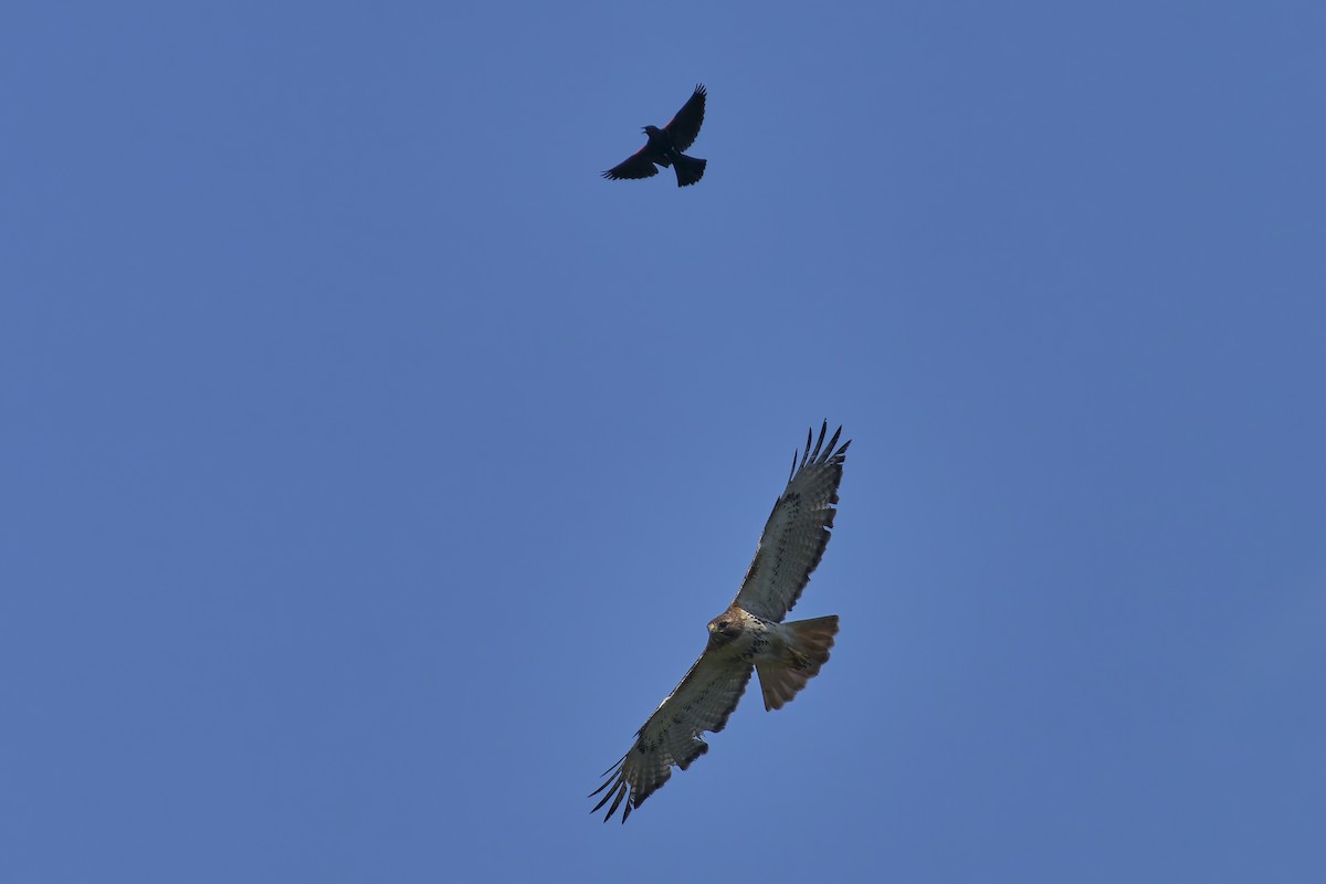 Red-tailed Hawk - Paul Danese