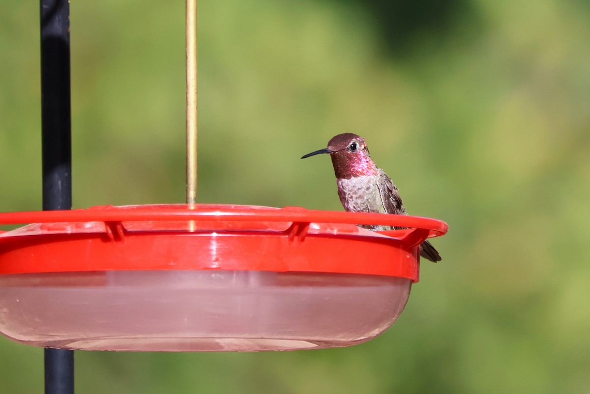 Anna's Hummingbird - Tricia Vesely