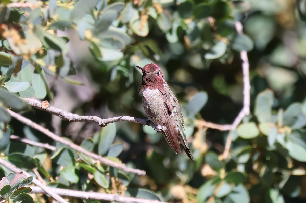 Anna's Hummingbird - Tricia Vesely