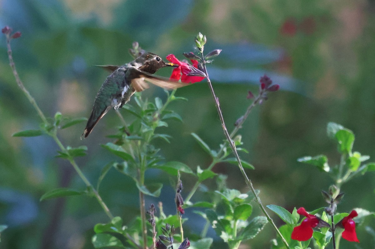 Anna's Hummingbird - Tricia Vesely