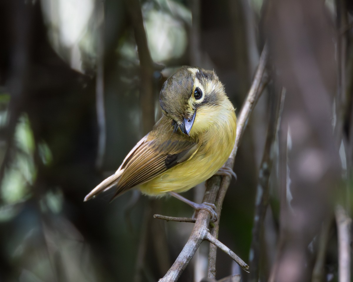 White-throated Spadebill - Ligia De Lima Carvalho