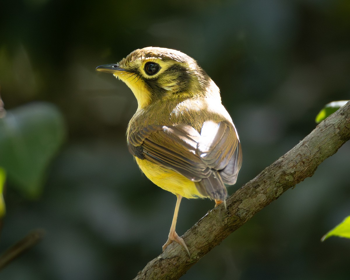 White-throated Spadebill - ML619640521