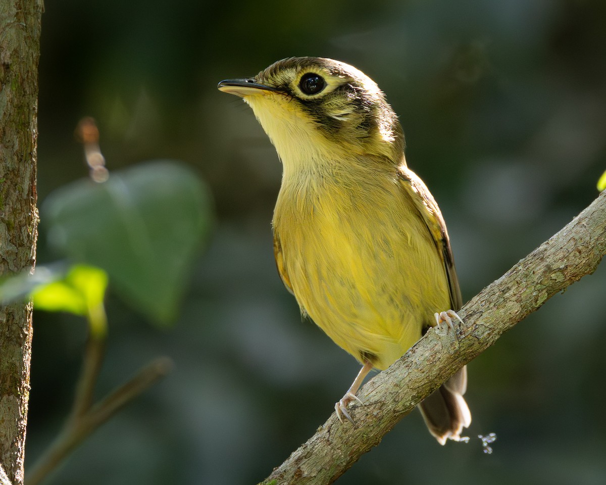 White-throated Spadebill - ML619640524