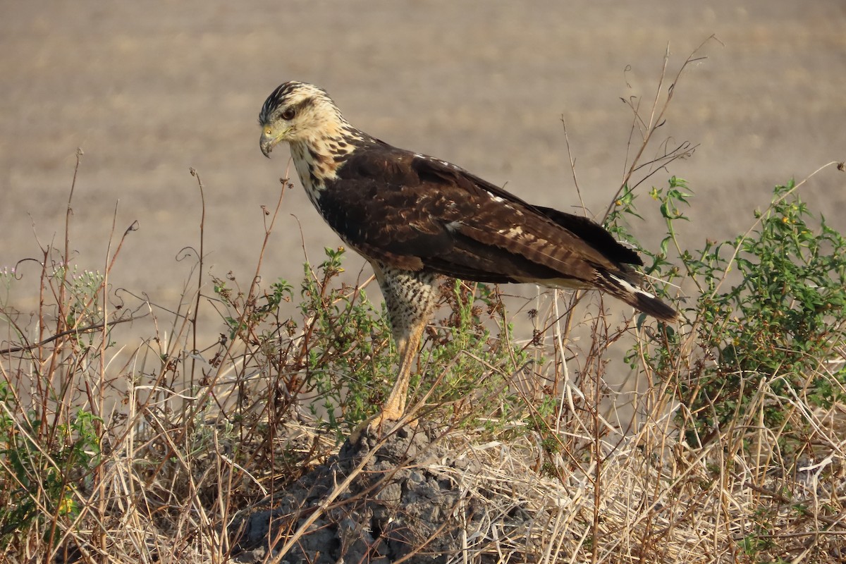 Great Black Hawk - ML619640525