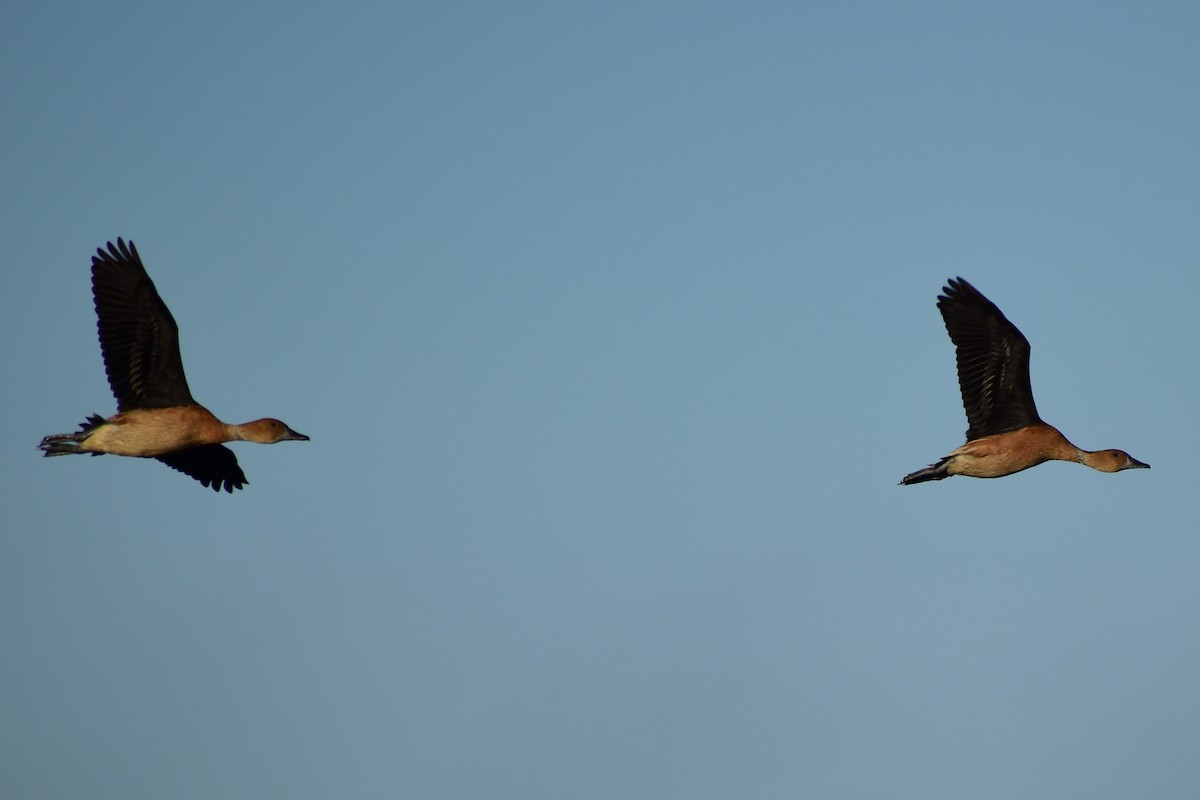 Fulvous Whistling-Duck - Chris Peters