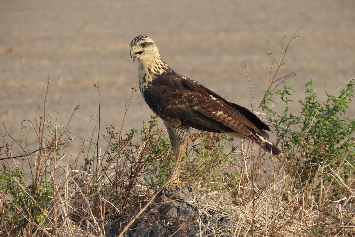 Great Black Hawk - ML619640552