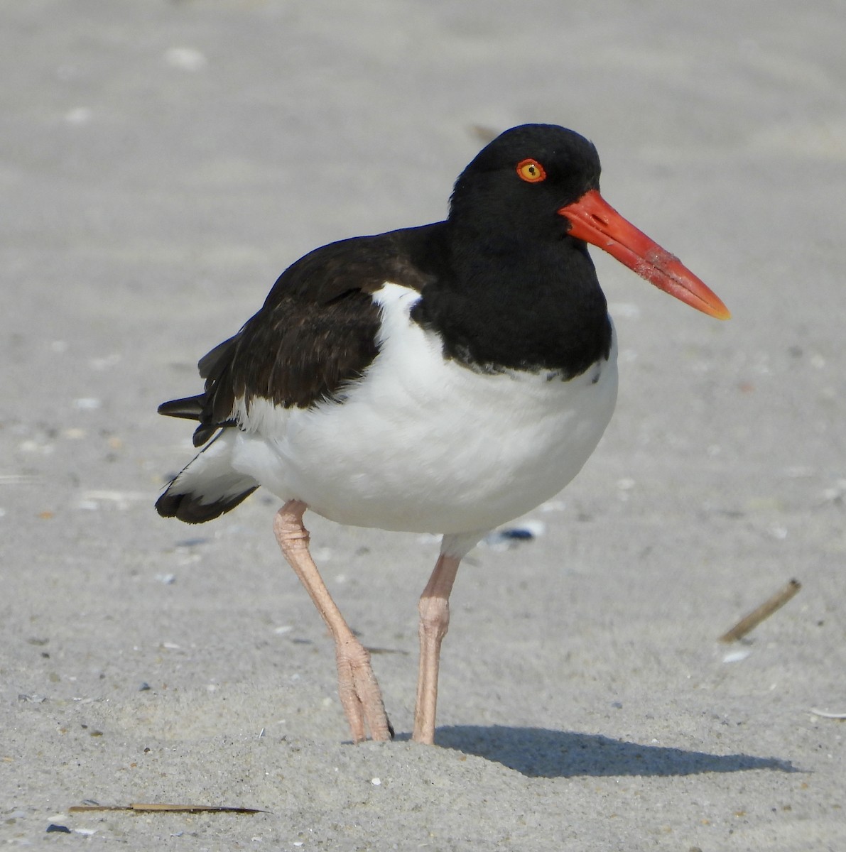 American Oystercatcher - Gene Muller