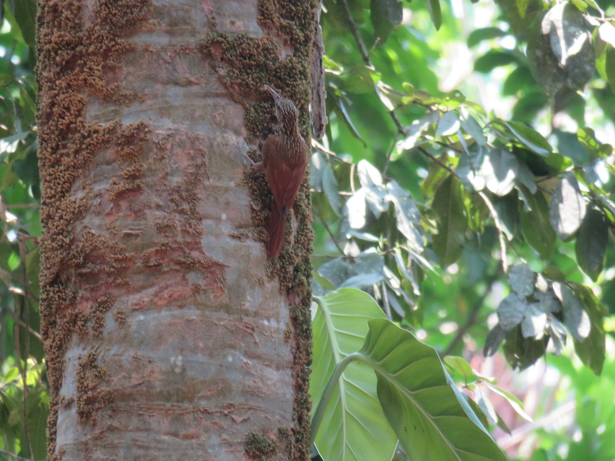 Ivory-billed Woodcreeper - ML619640560