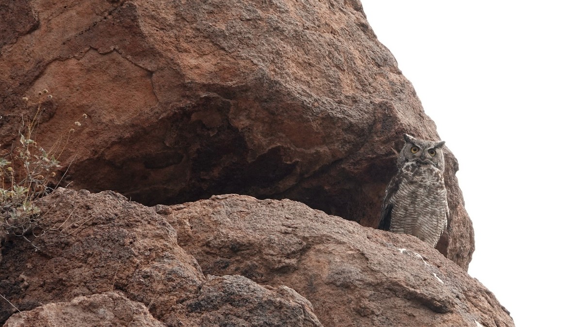 Great Horned Owl - ML619640572