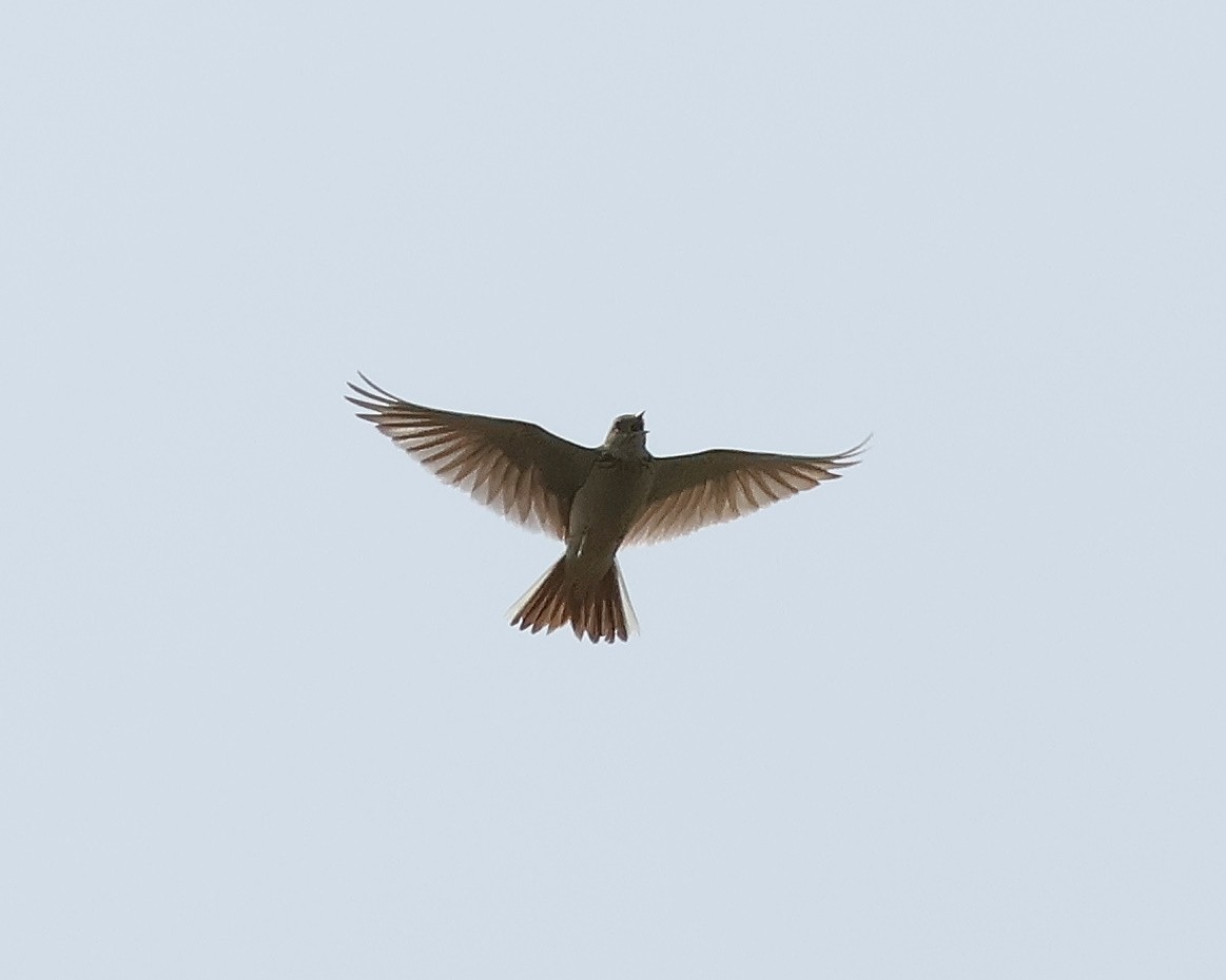 Eurasian Skylark - Mileta Čeković