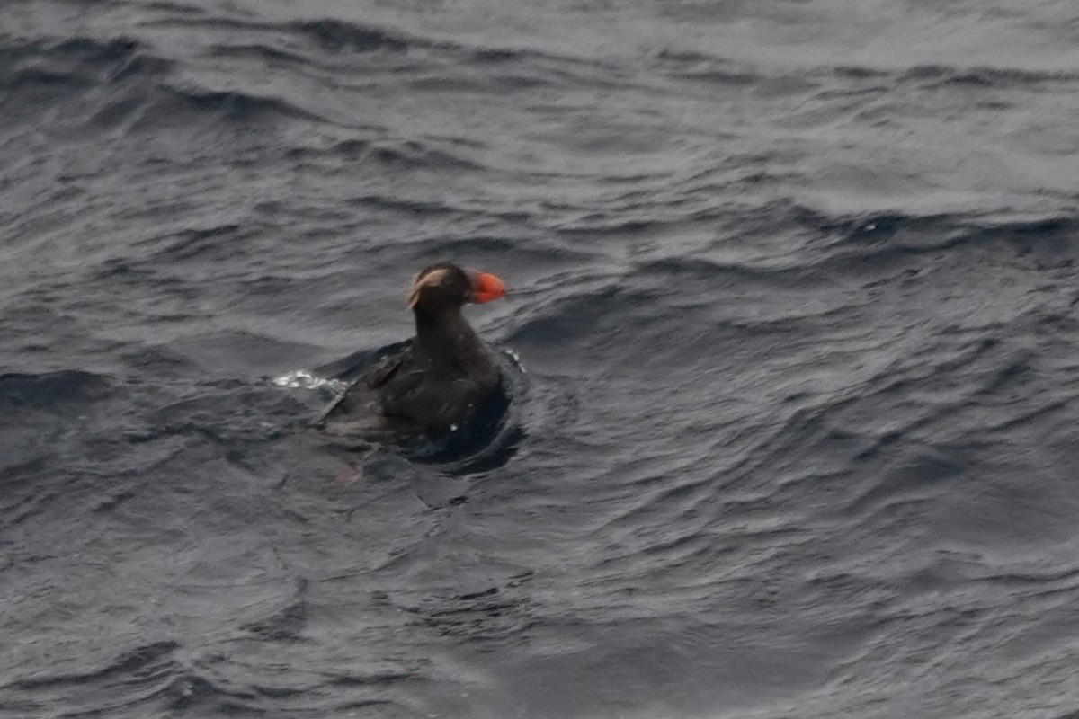 Tufted Puffin - Terry Doyle