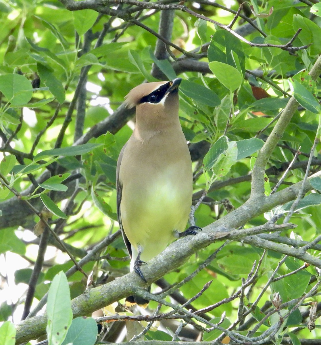 Cedar Waxwing - Gene Muller