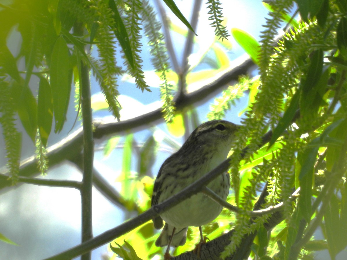 Bobolink - Denis Provencher COHL