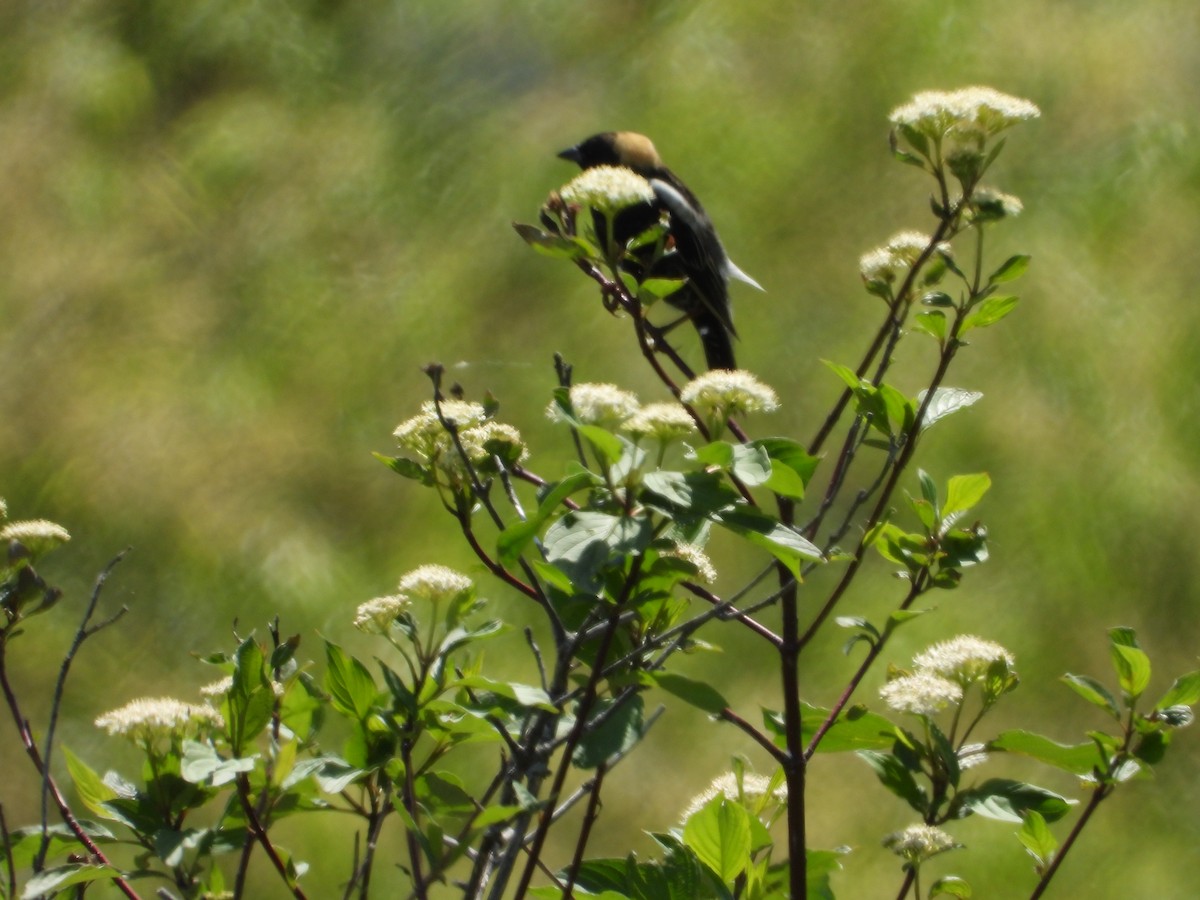 Bobolink - Denis Provencher COHL