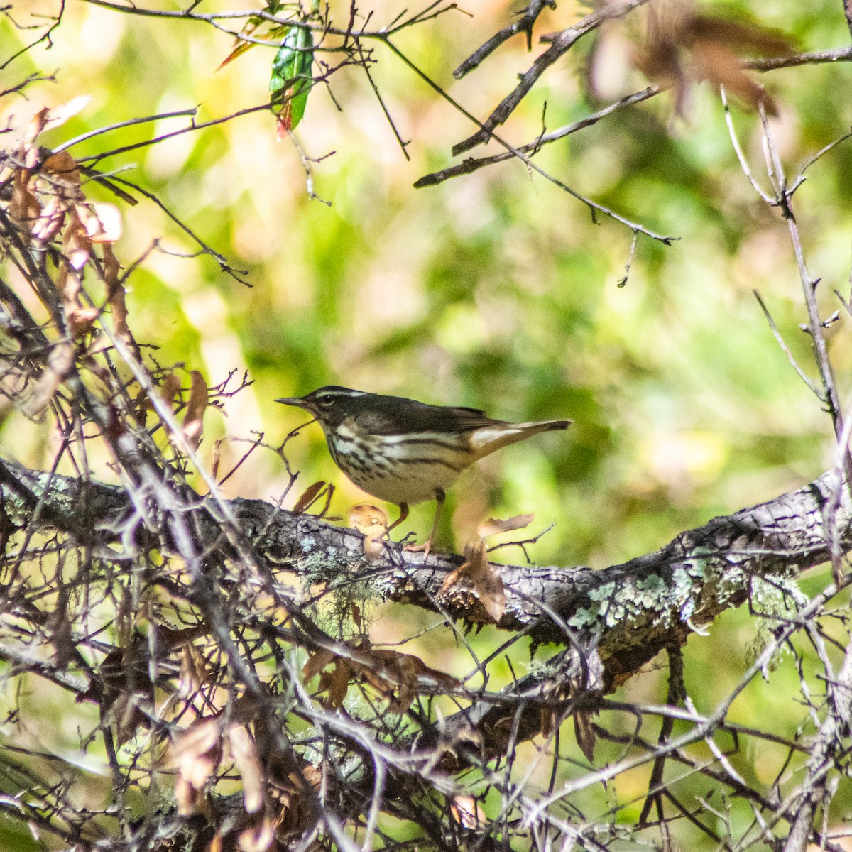 Louisiana Waterthrush - Javier Eduardo  Alcalá Santoyo