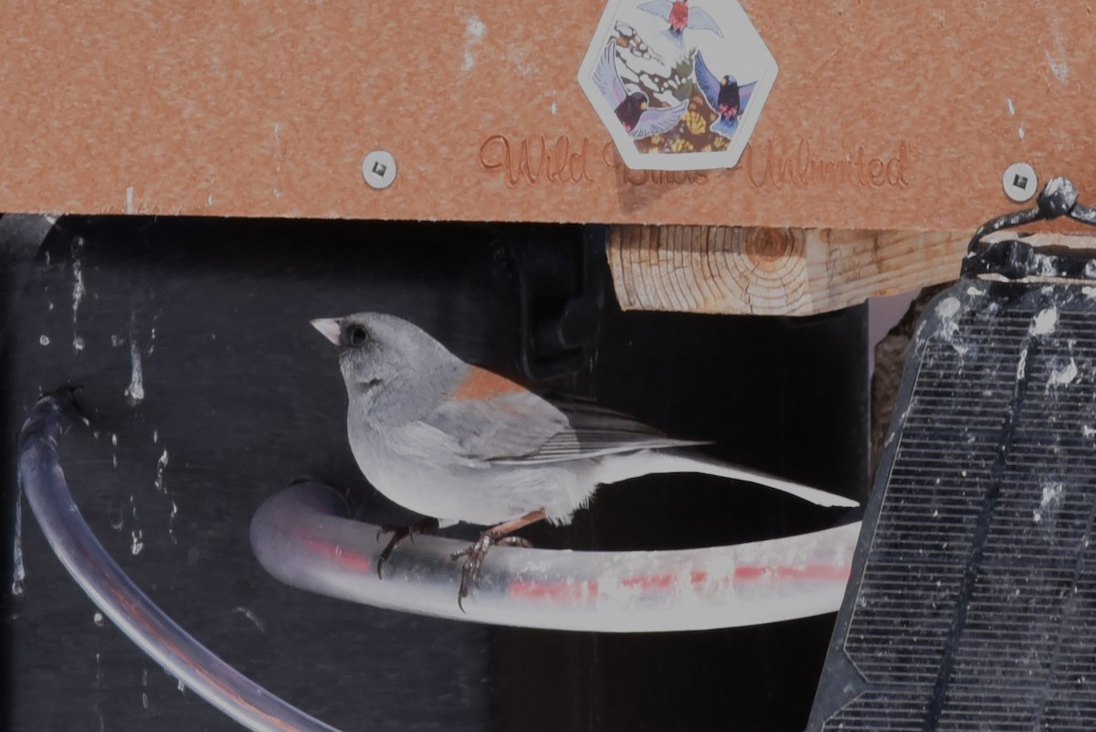 Dark-eyed Junco (Gray-headed) - Bruce Mast