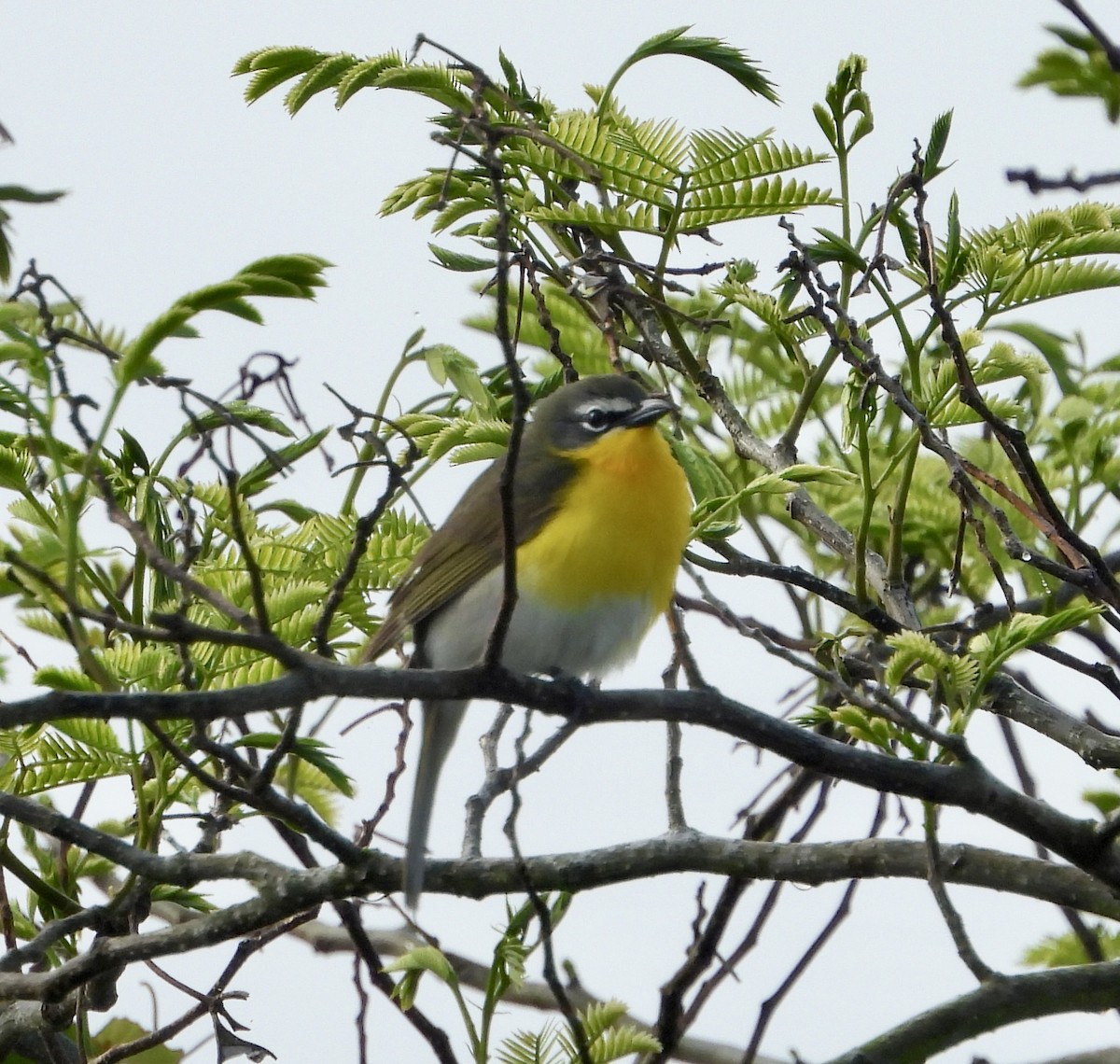 Yellow-breasted Chat - Gene Muller