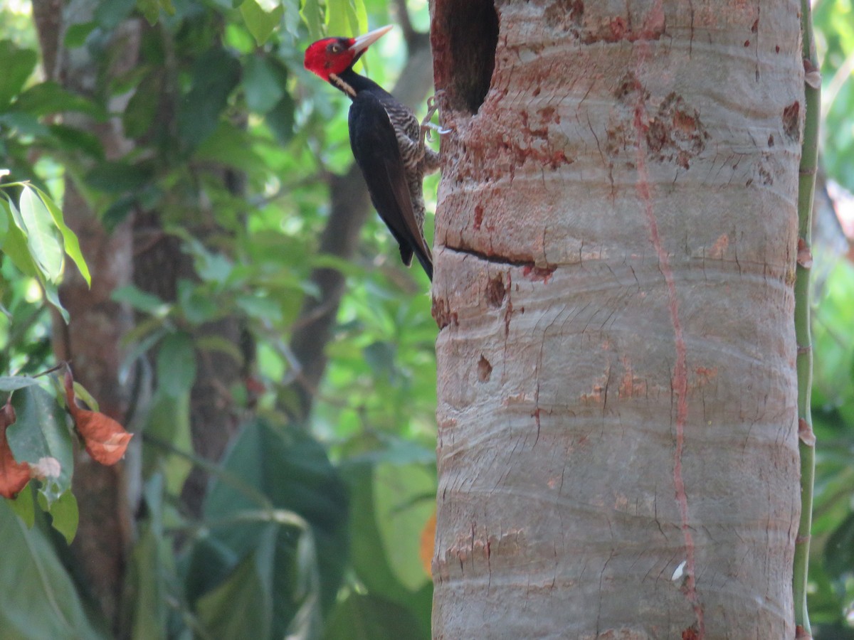 Pale-billed Woodpecker - Sam Holcomb