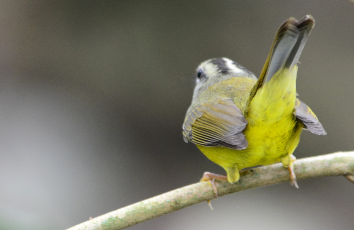 Golden-crowned Warbler - João Gava Just