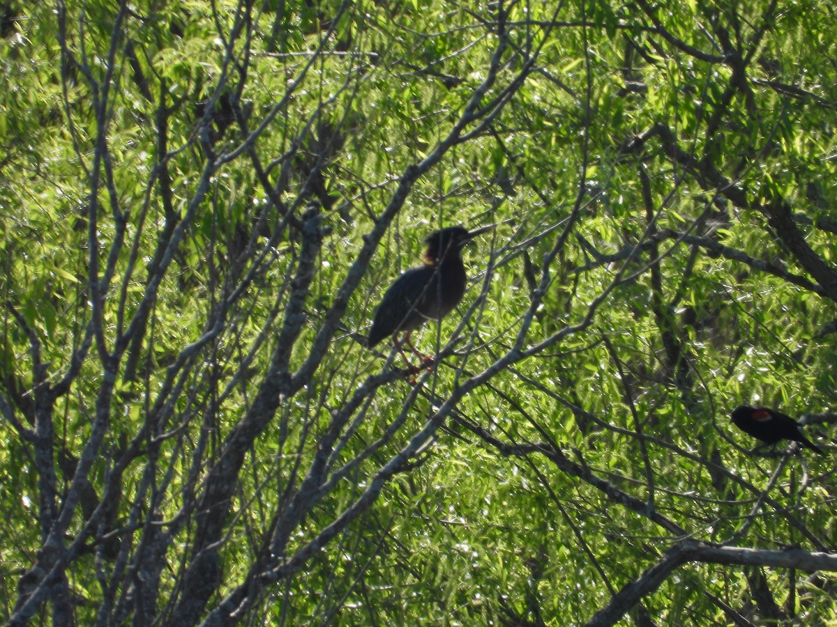 Green Heron - Denis Provencher COHL