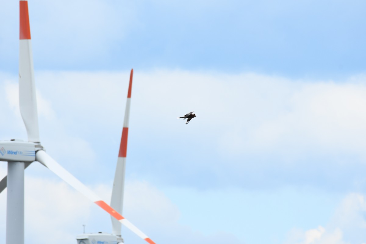 Western Marsh Harrier - Robert Biermann