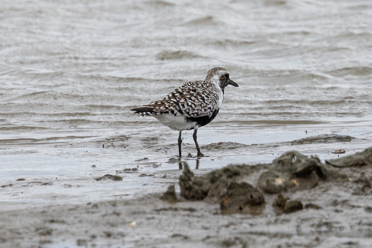 Black-bellied Plover - ML619640624