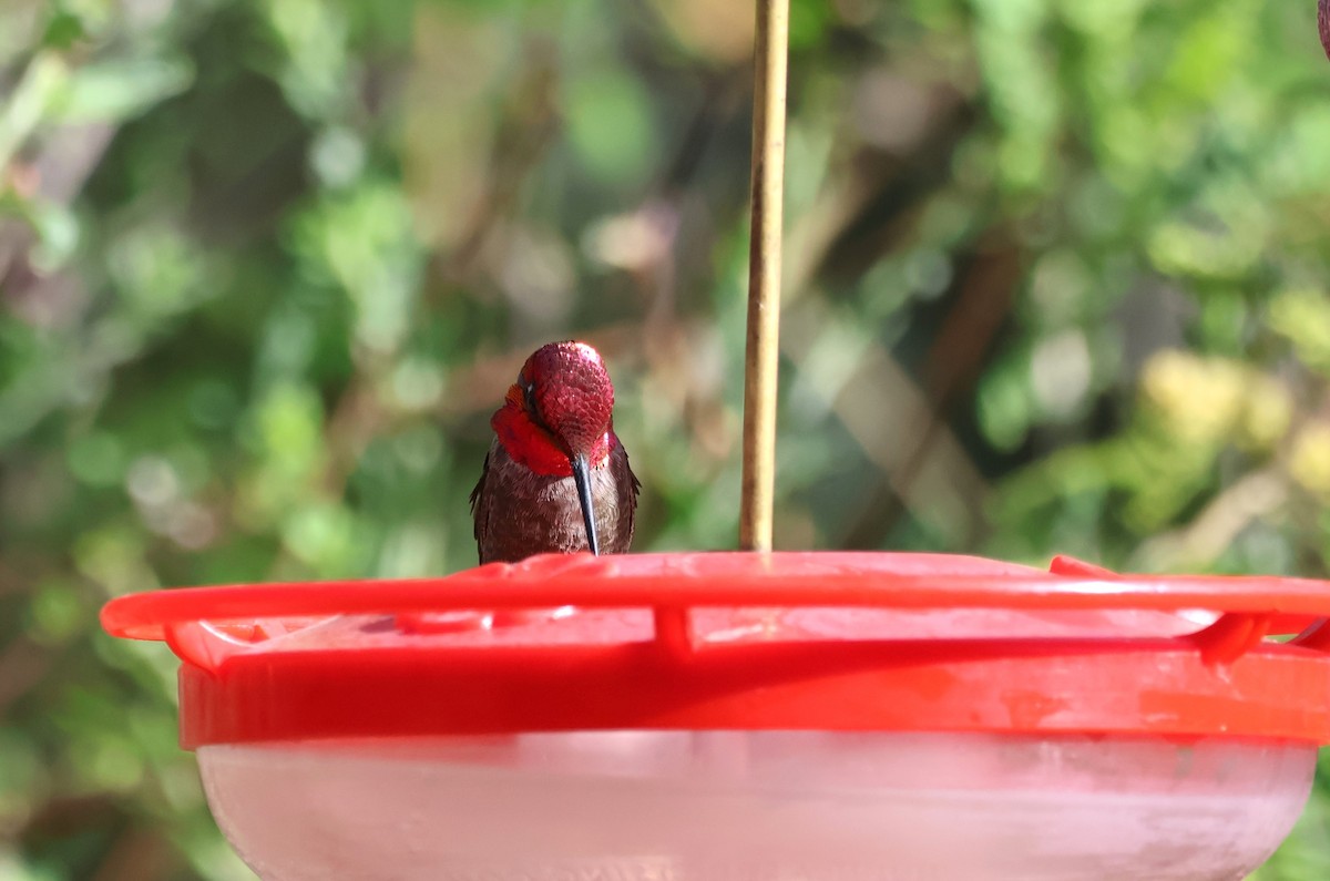 Anna's Hummingbird - Tricia Vesely