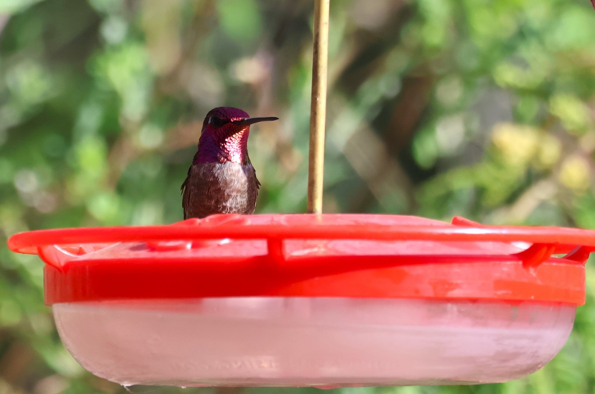 Anna's Hummingbird - Tricia Vesely