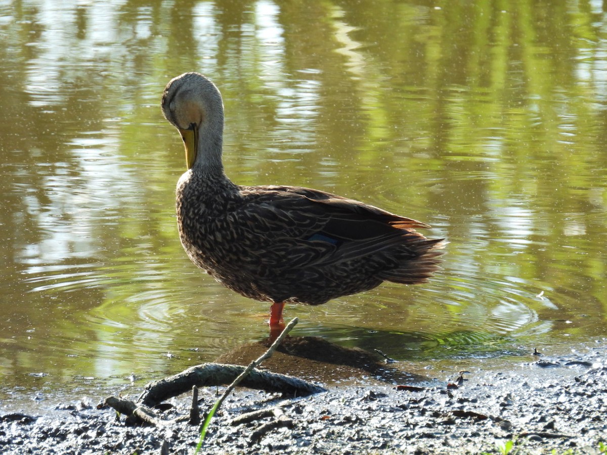 Mottled Duck - Denise Rychlik