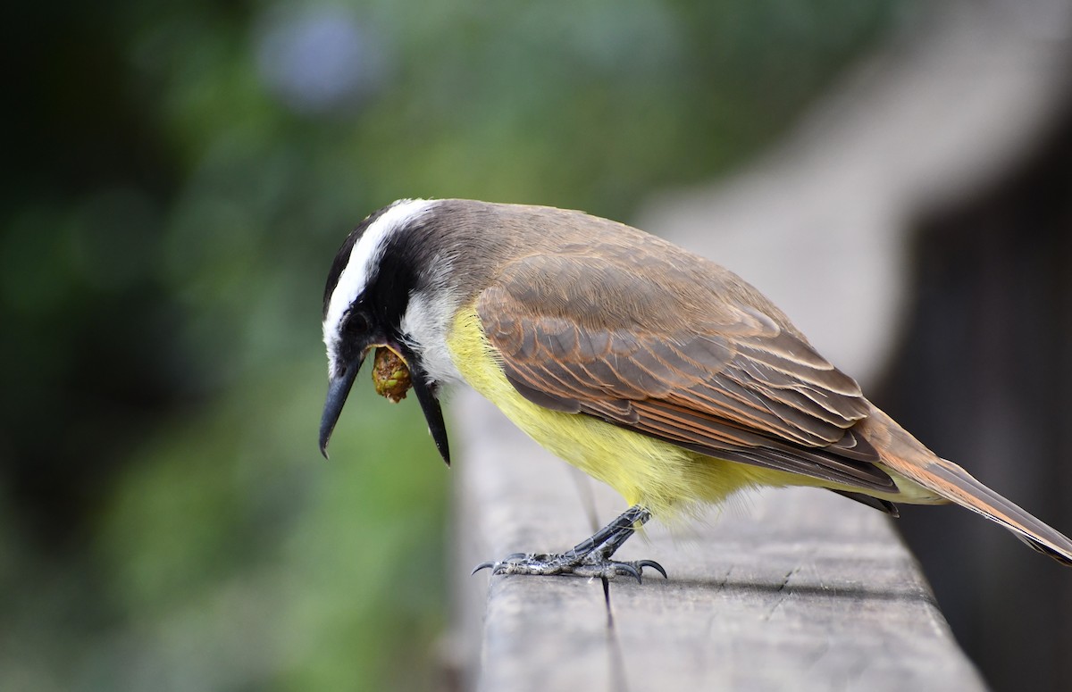 Great Kiskadee - ML619640667