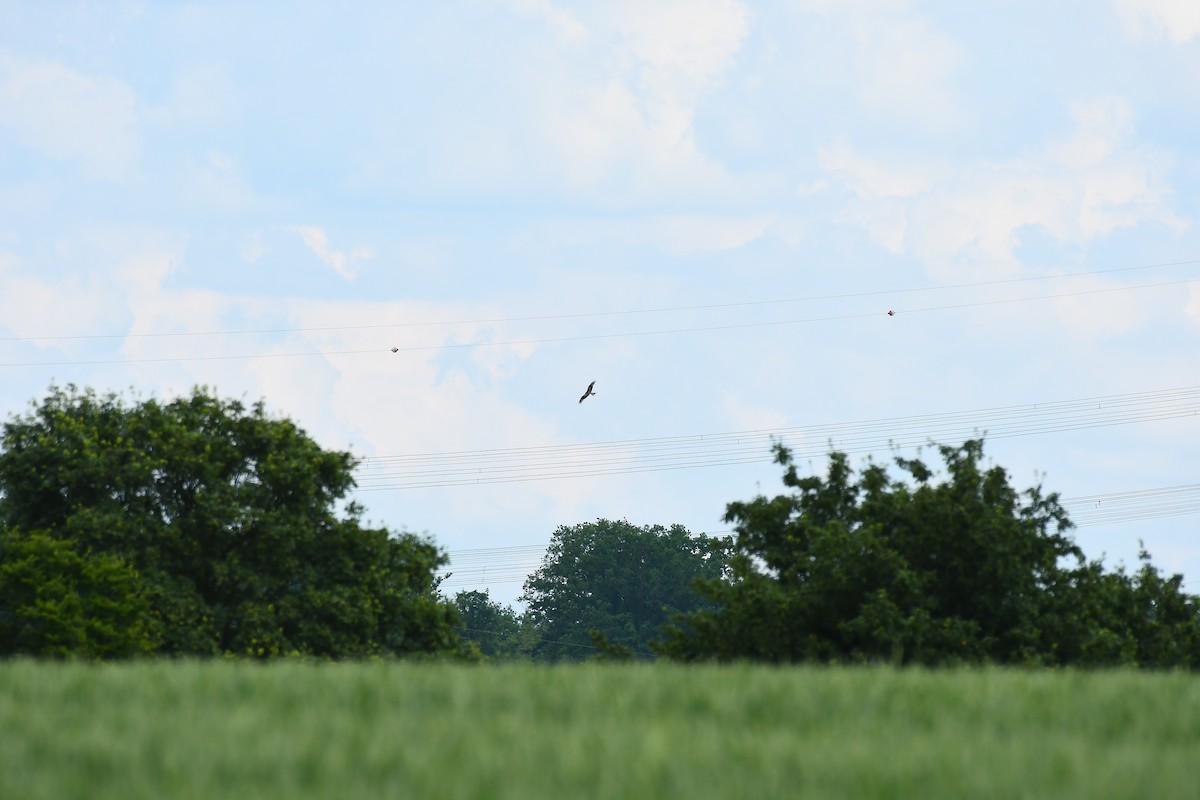 Red Kite - Robert Biermann