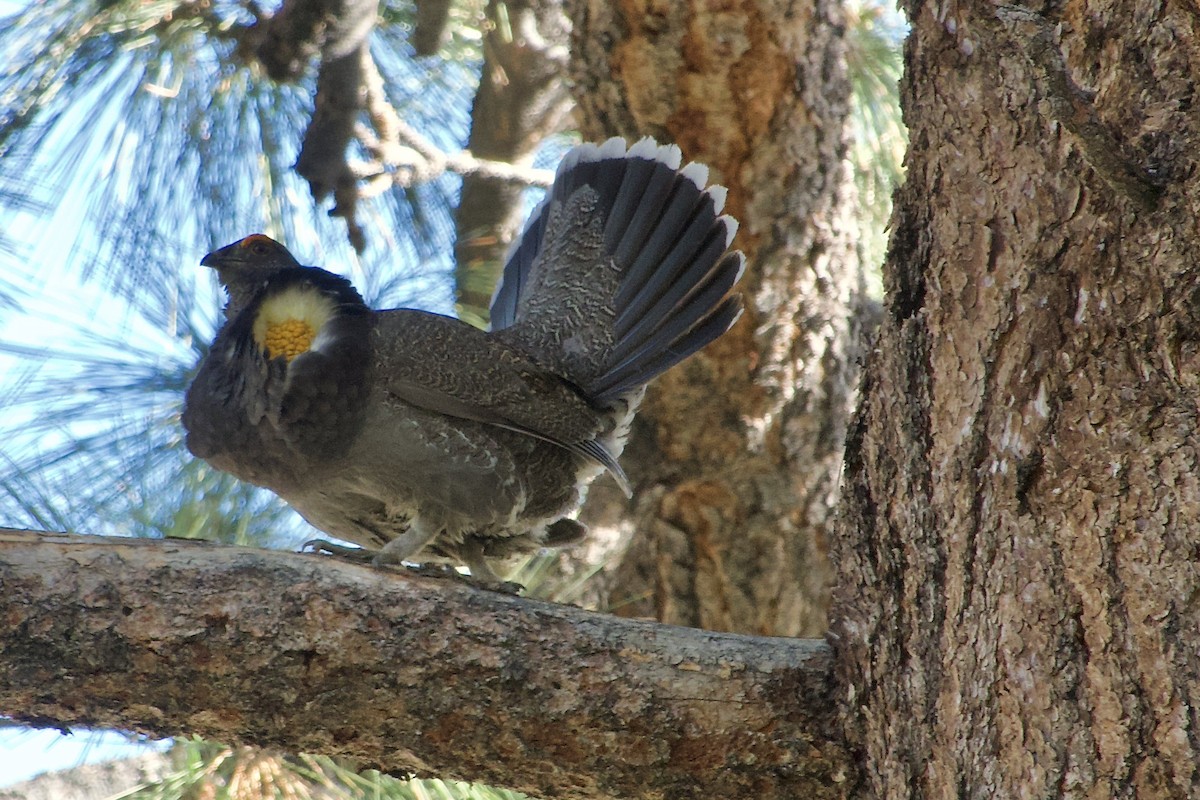 Sooty Grouse - ML619640676