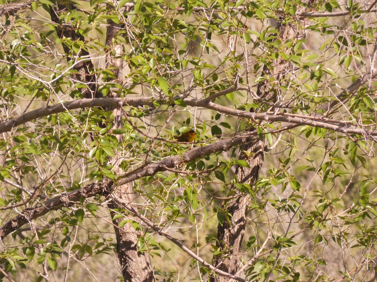 Wilson's Warbler - Wesley McGee