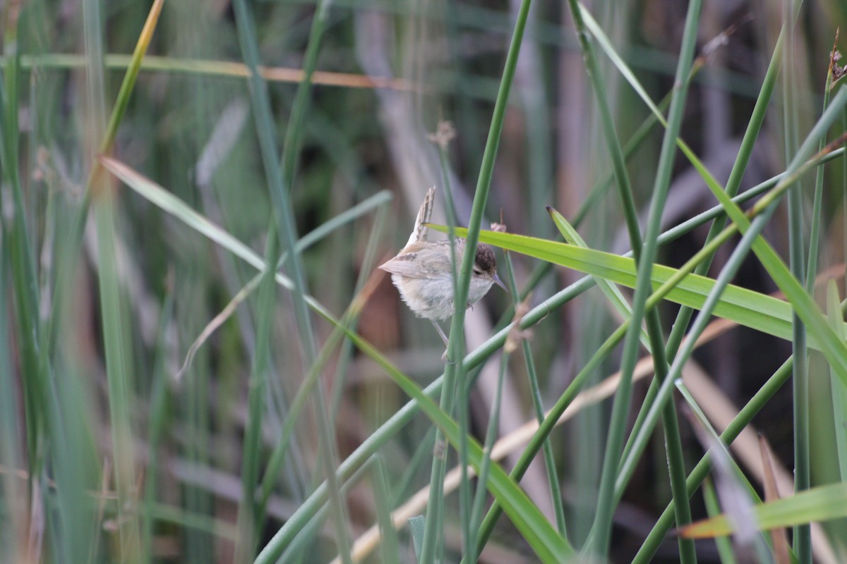 Marsh Wren - ML619640685