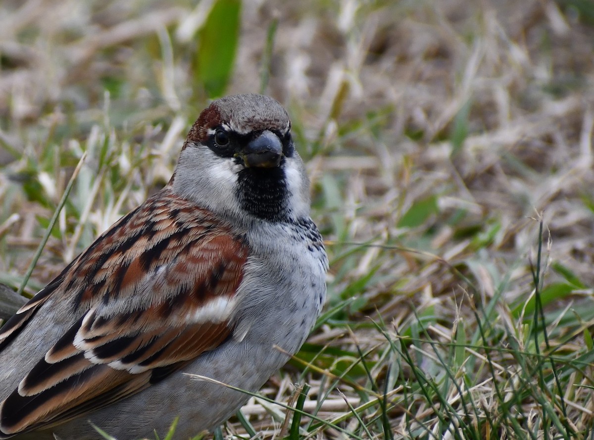 House Sparrow - ML619640687