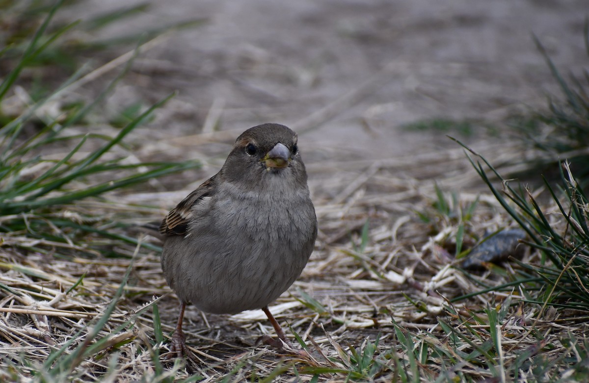 House Sparrow - ML619640690