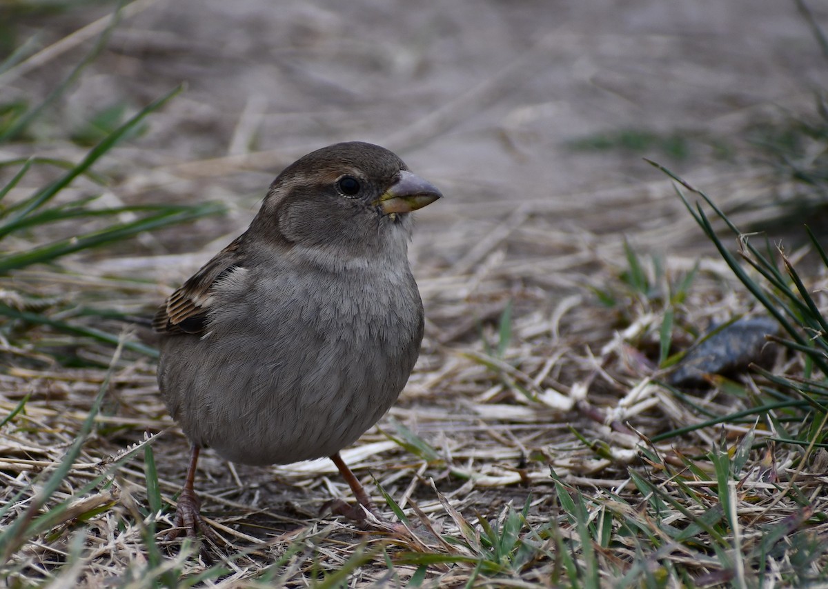 House Sparrow - Anonymous