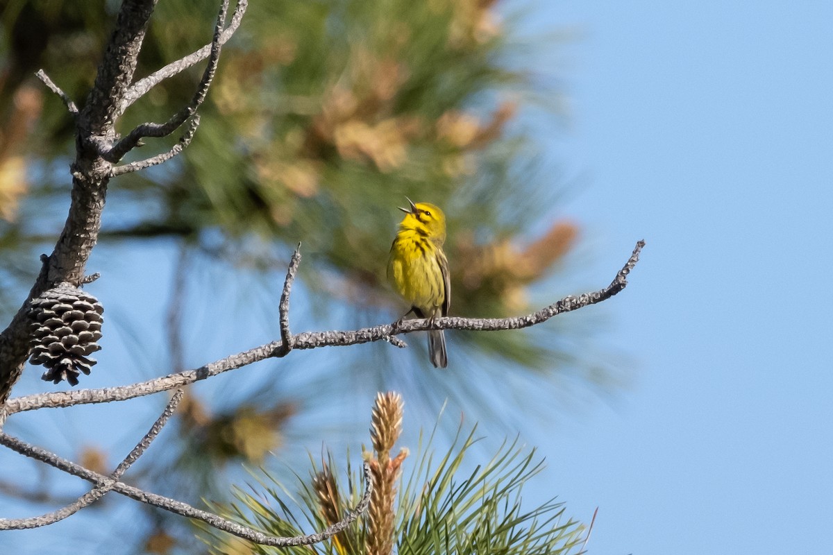 Prairie Warbler - Scott Dresser