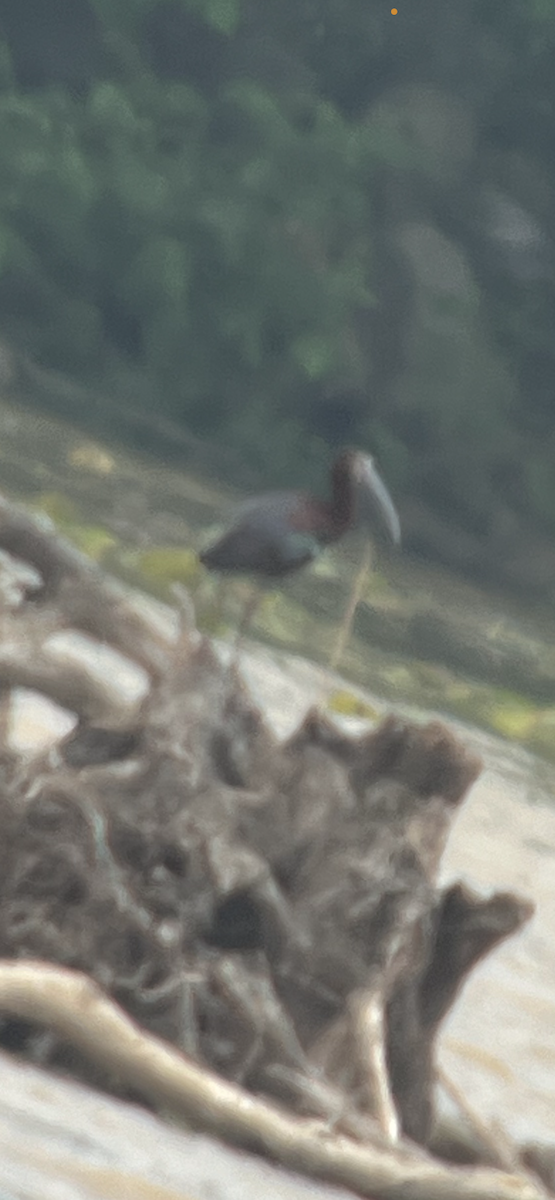 ibis americký - ML619640700