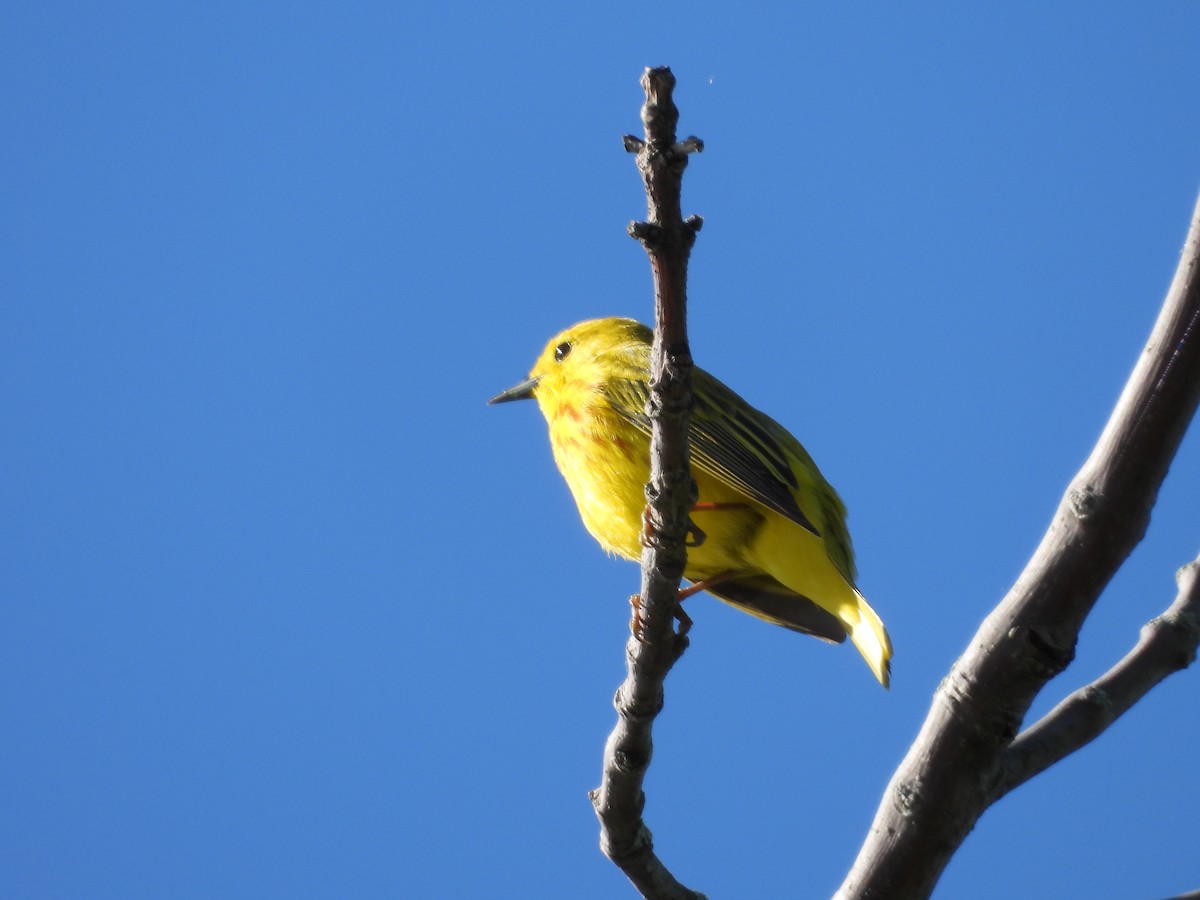 Yellow Warbler - Denis Provencher COHL