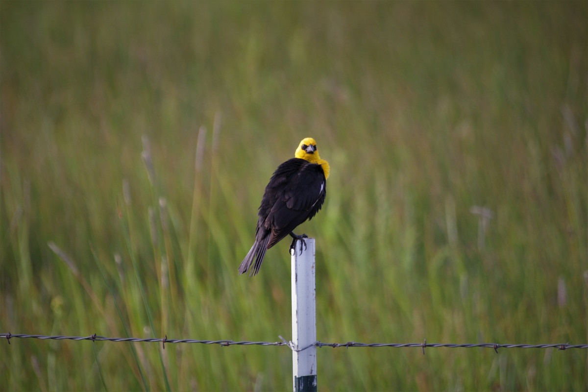 Yellow-headed Blackbird - ML619640704