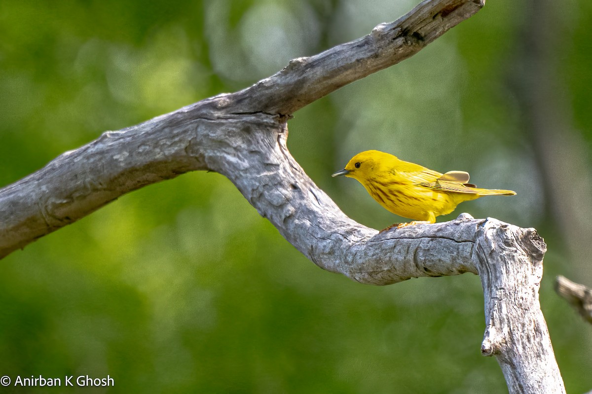 Yellow Warbler - Anirban K Ghosh